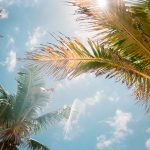 low angle photography of green palm trees during daytime