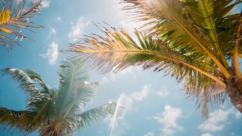 low angle photography of green palm trees during daytime