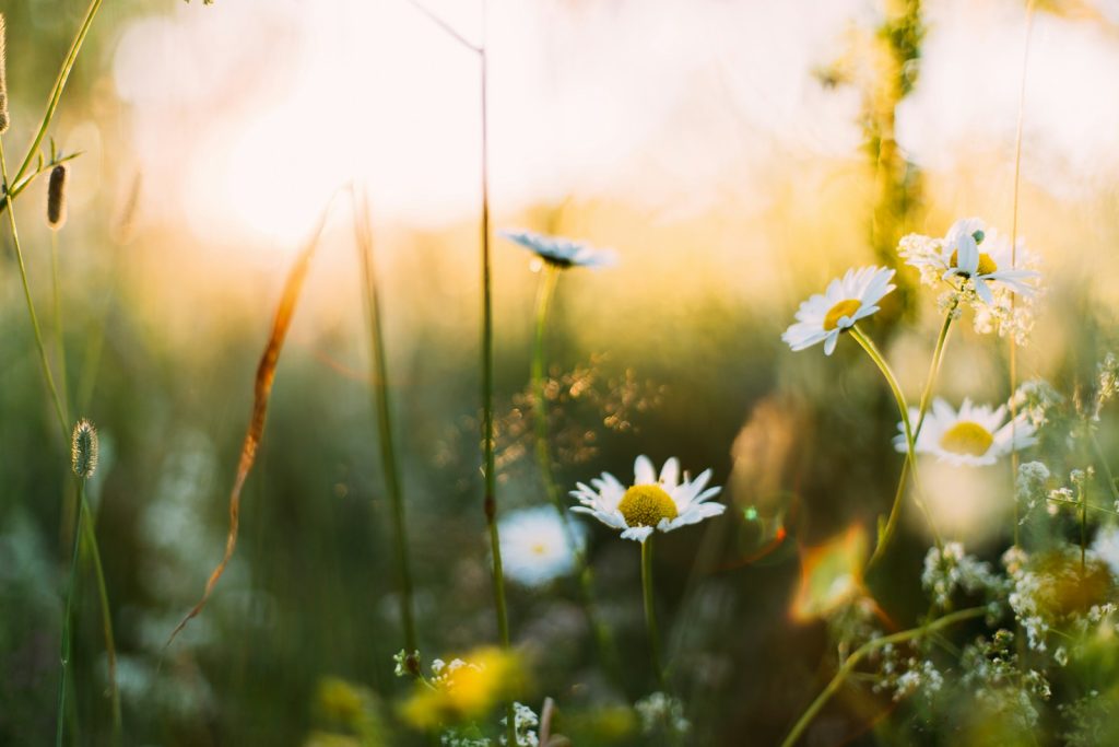 ynnczu62rdk-1024x683 Spring Reset: 5-Minute Morning Rituals That Actually Work